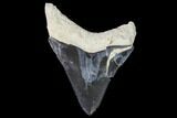 Serrated, Bone Valley Megalodon Tooth - Florida #99835-1